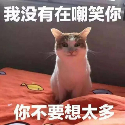 猫咪表情包"我没有在嘲笑你 你不要想太多"