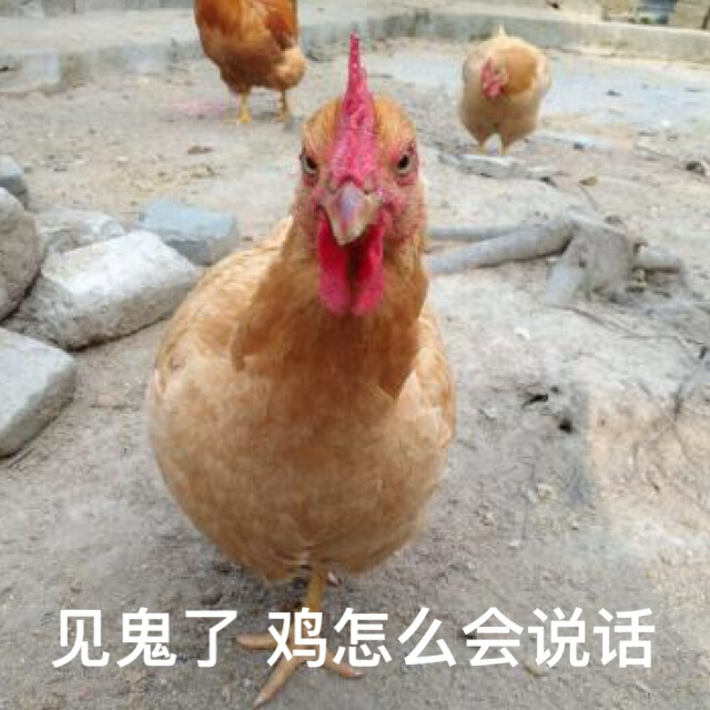 鸡 表情包