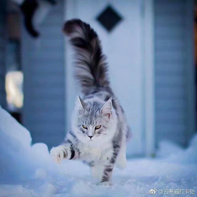 与冰雪融为一体的灵动/缅因猫/是来自挪威的男孩子.