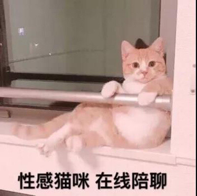 陪聊在线