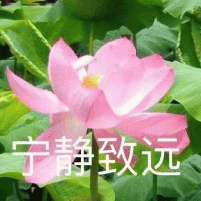 荷花 莲花 与世无争图 莫生气 头像