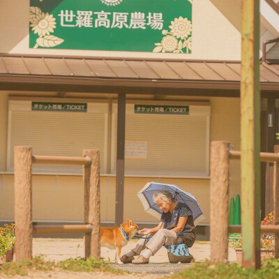 自家奶奶和柴犬阿福相伴在郊外的照片,这样的画面真的好温暖,好治愈