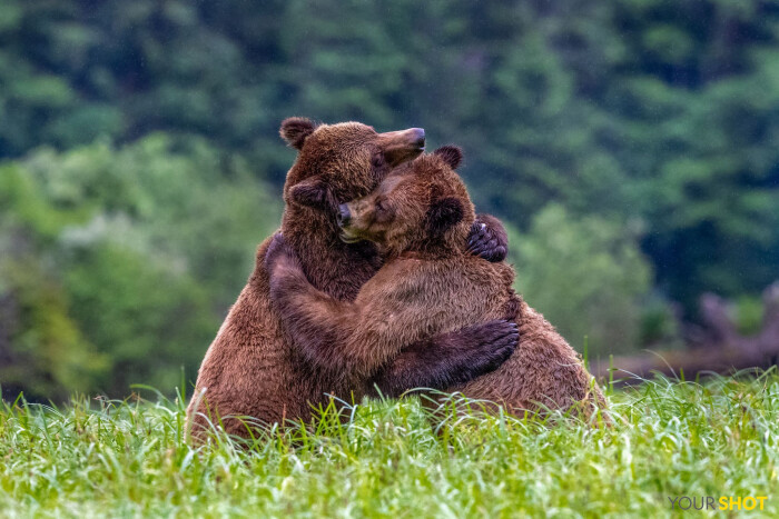 lee说:"我知道这些熊是在摔跤,但我把这一刻理解为人类的拥抱,这让我