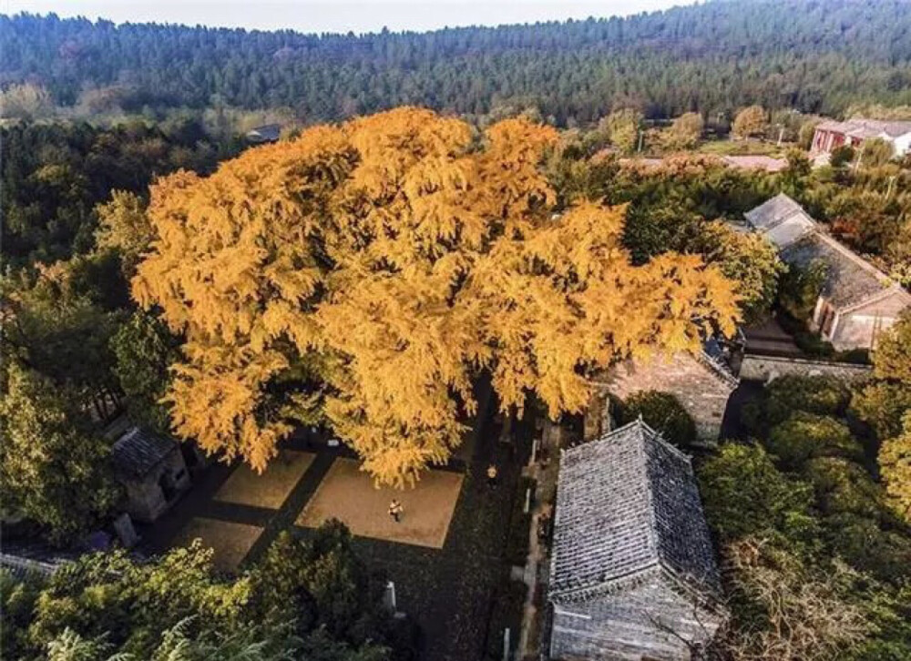 山东莒县的浮来山定林寺千年古银杏,这棵被誉为"天下银杏第一树"的古