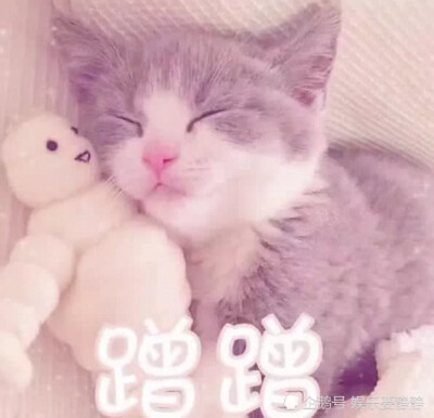 猫咪撒娇表情