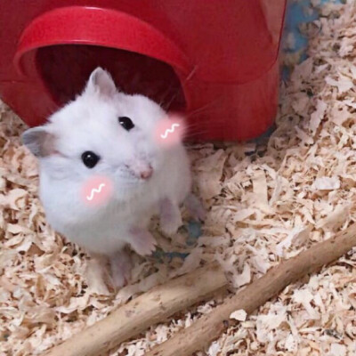 我家小仓鼠