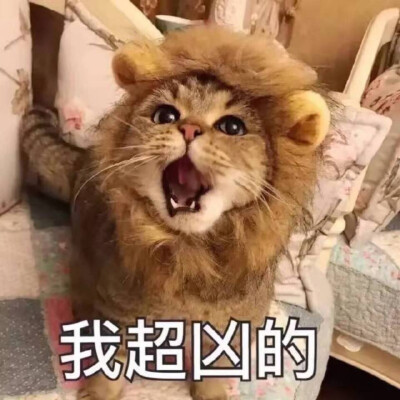 猫咪表情包 "我超凶的"