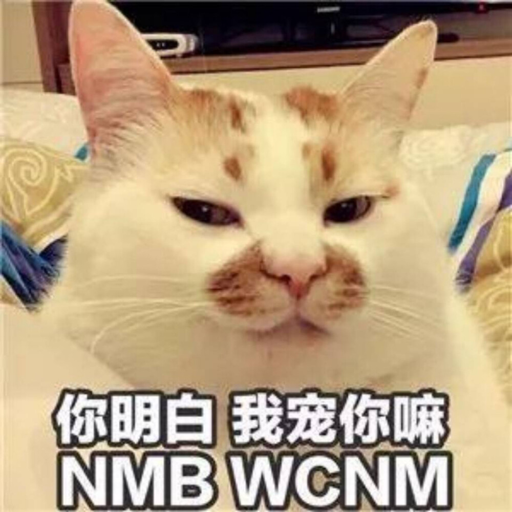 猫咪表情包 "你明白 我宠你嘛 nmb wcnm"