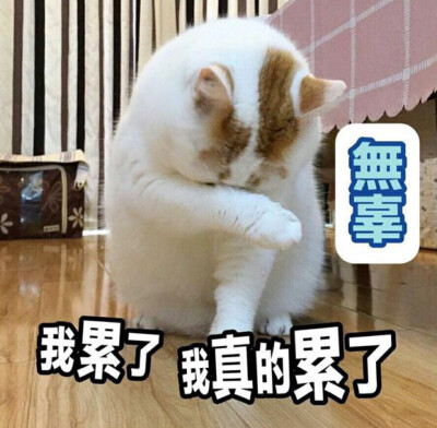 猫 表情包 楼楼