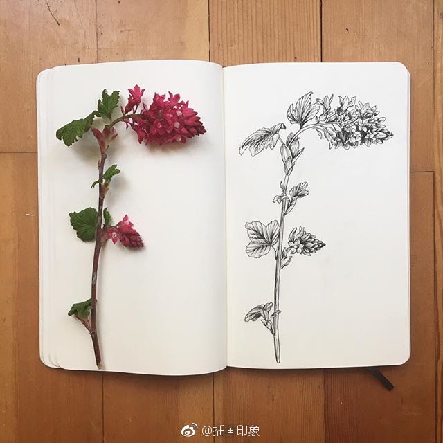 植物花卉速写【插画师:courtney roth】