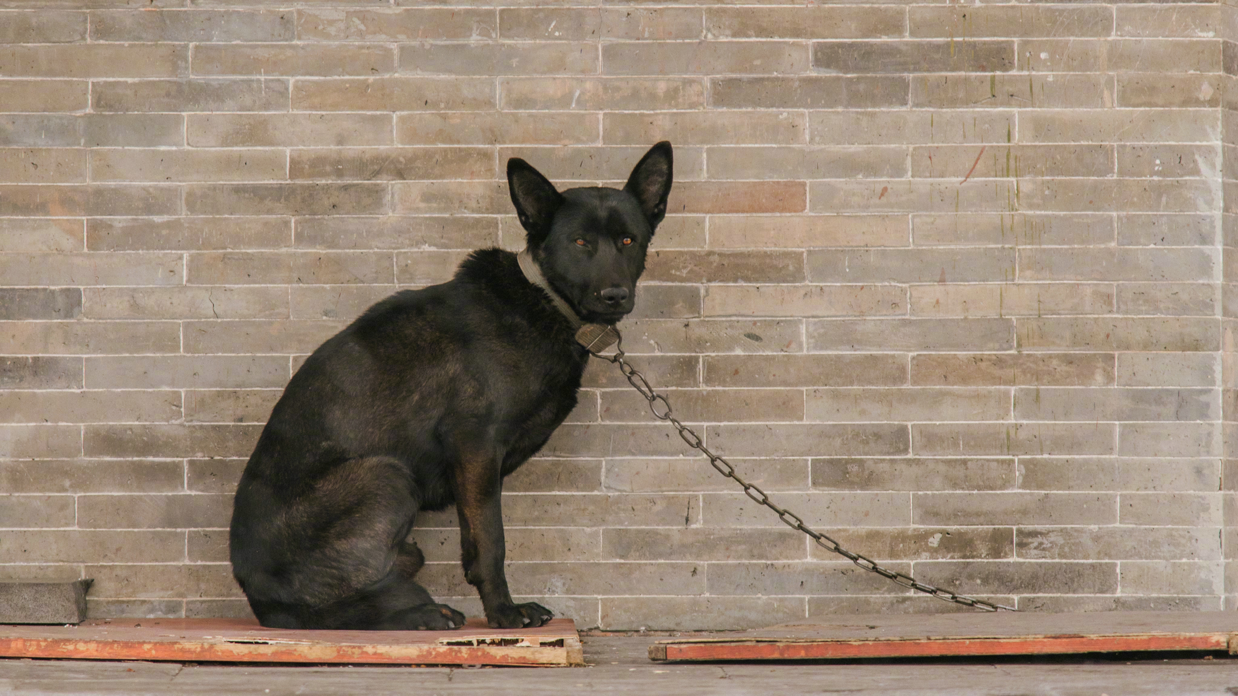 有没有家里养着中华田园犬的朋友,发张照片出来看看