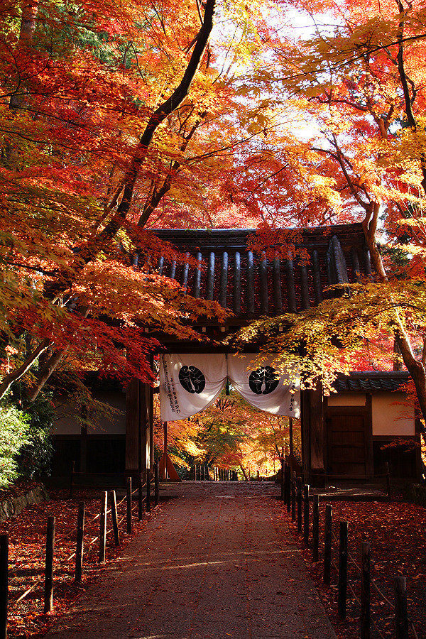 日本京都府光明寺红叶 堆糖 美图壁纸兴趣社区