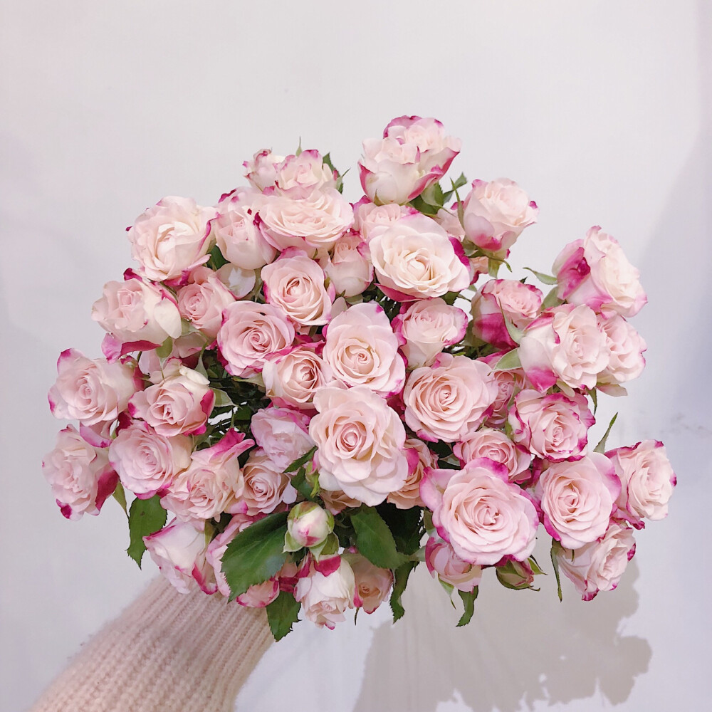 折射多头玫瑰肯尼亚的进口玫瑰品种很多,折射算是一个比较出色的品种.