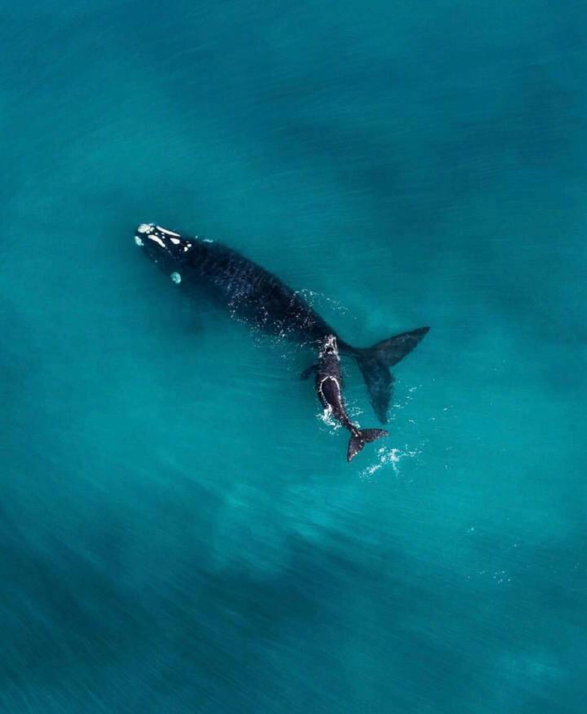 大海 鲸鱼