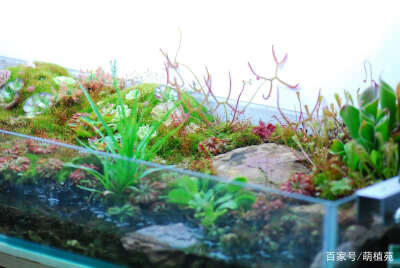 食虫植物水陆生态缸