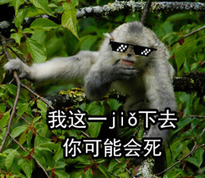 jiojio表情包