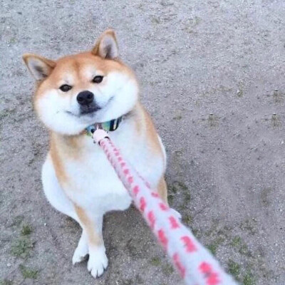 可爱狗情头