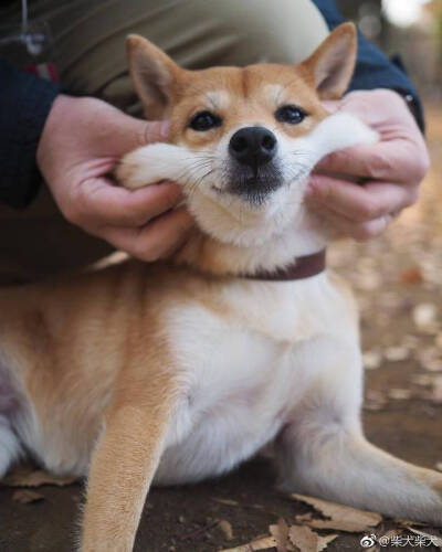 强颜欢笑柴犬