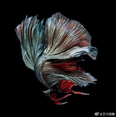 斗鱼