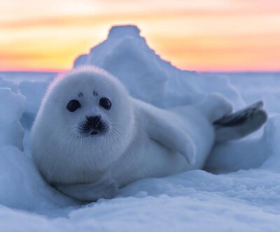 格陵兰小海豹