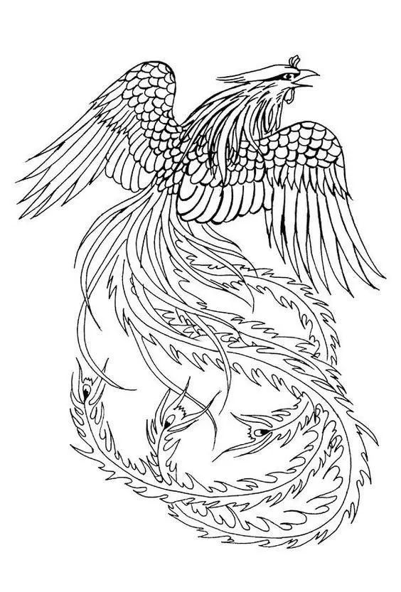 百鸟之王,凤凰的高清白描线稿图