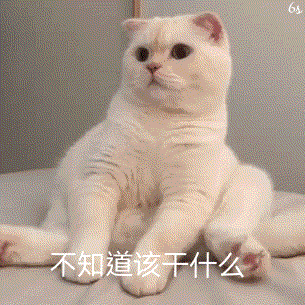 猫猫