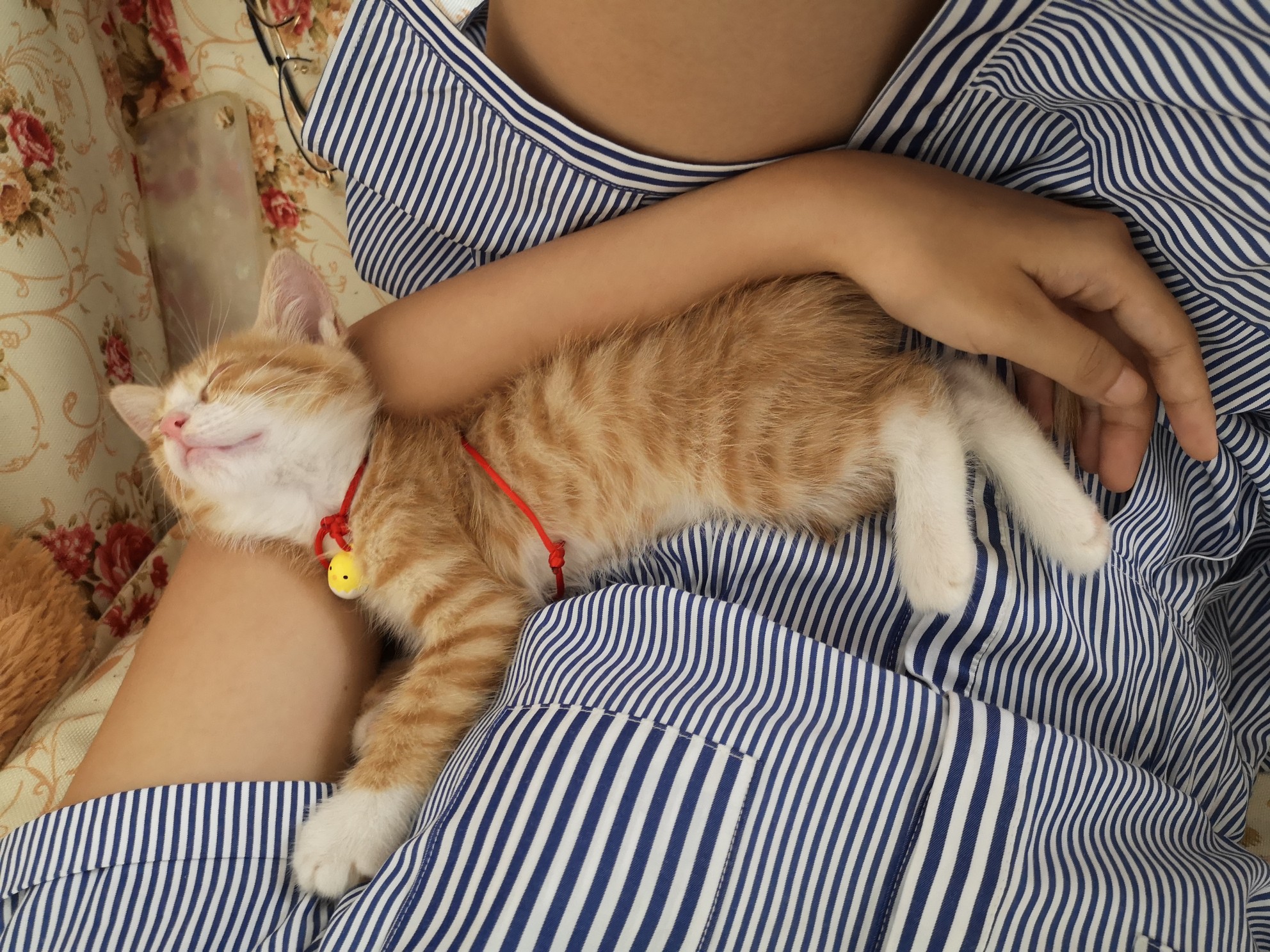 论猫咪各种睡姿