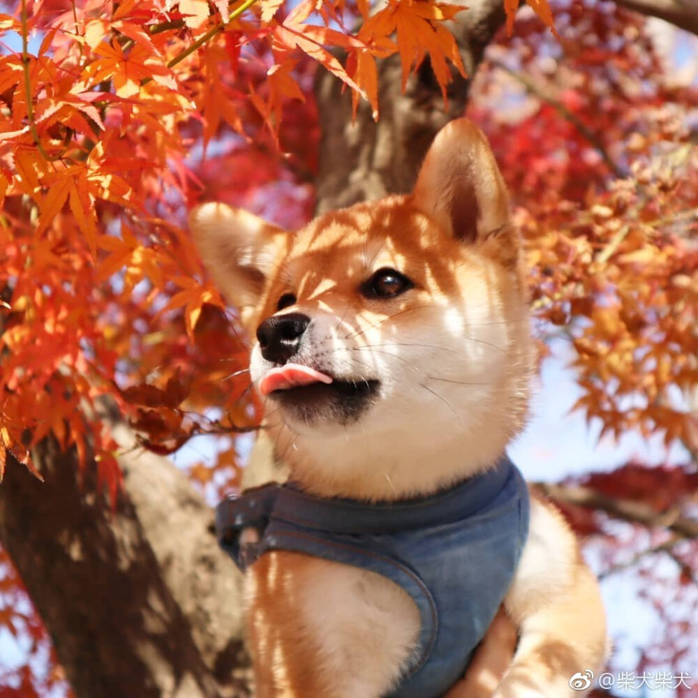 五个月大的小可爱popo,美腻的小仙女~ instagram:shibainu_tanpopo