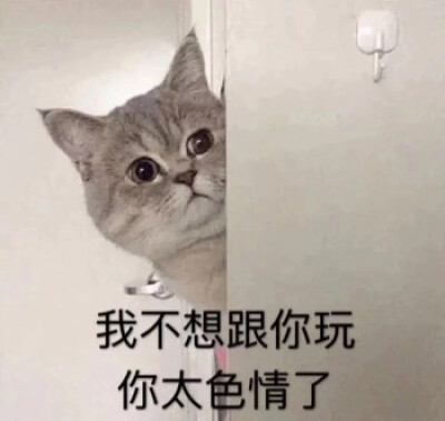 猫咪表情包