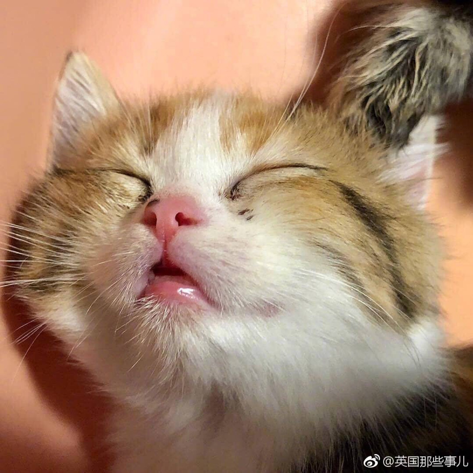 小奶猫 小可爱 猫猫