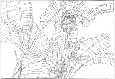 芭蕉树儿童画