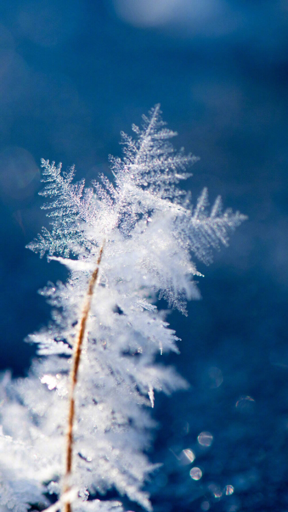 雪- 堆糖,美图壁纸兴趣社区