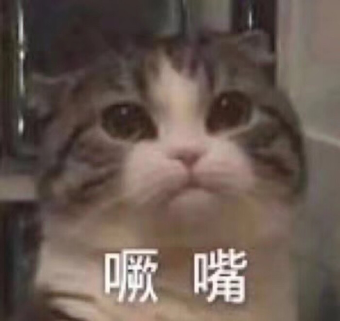 你是猪