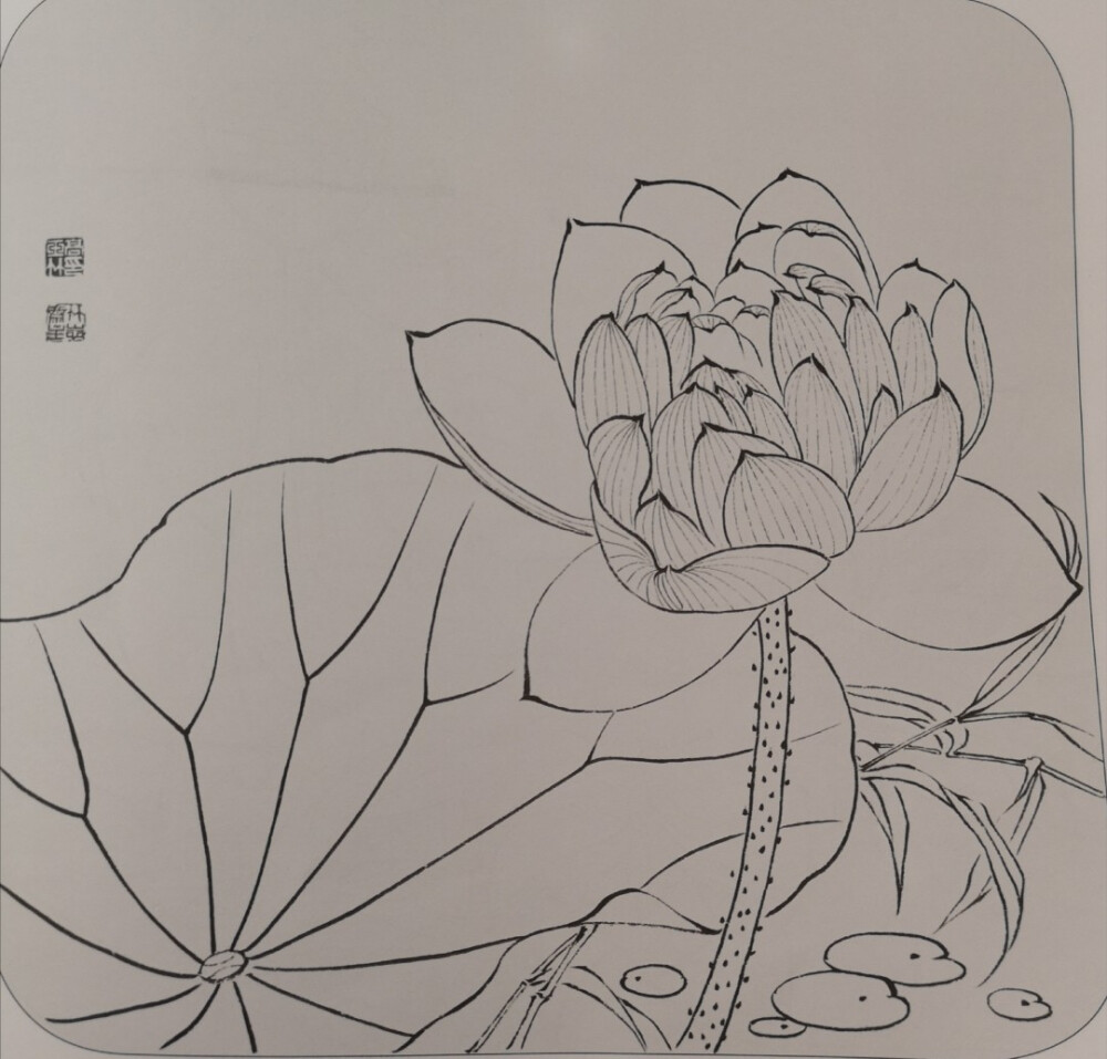白描 字画 线稿 【荷】【莲】 【菊】 【玉兰】 【牡丹】