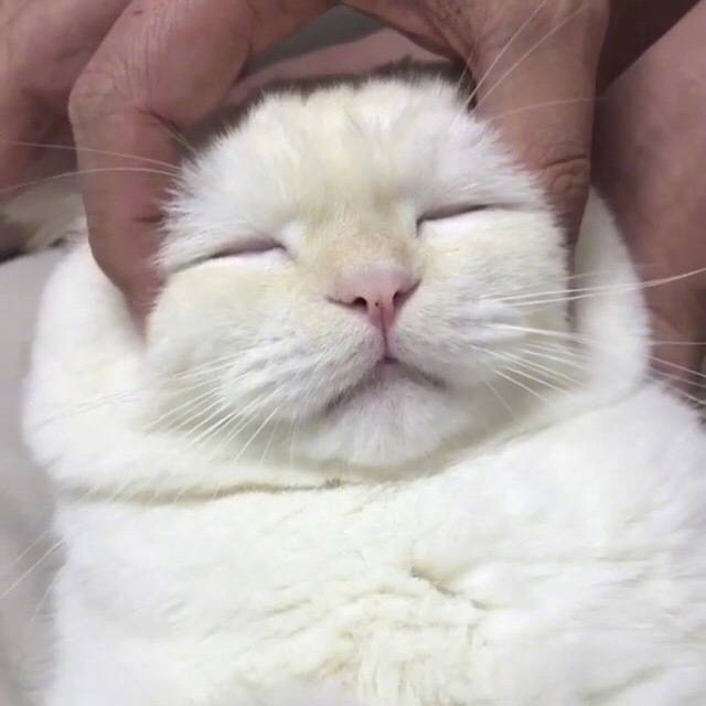 萌猫头像,多人头像,闺蜜头像,更多头像搜索专辑,关键词:菌狮.