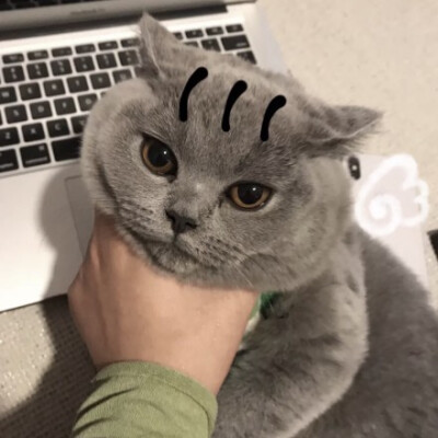 情侣头像萌宠萌宠