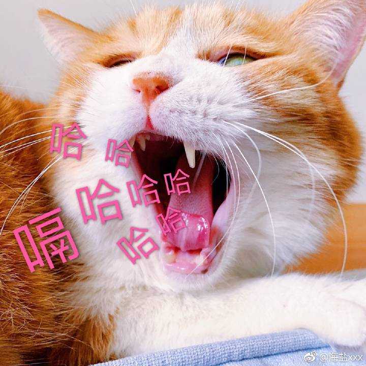 猫咪 可爱 恶搞 表情包