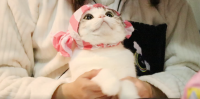 猫咪