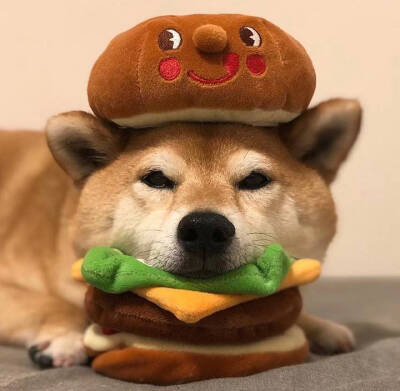 萌宠 头像