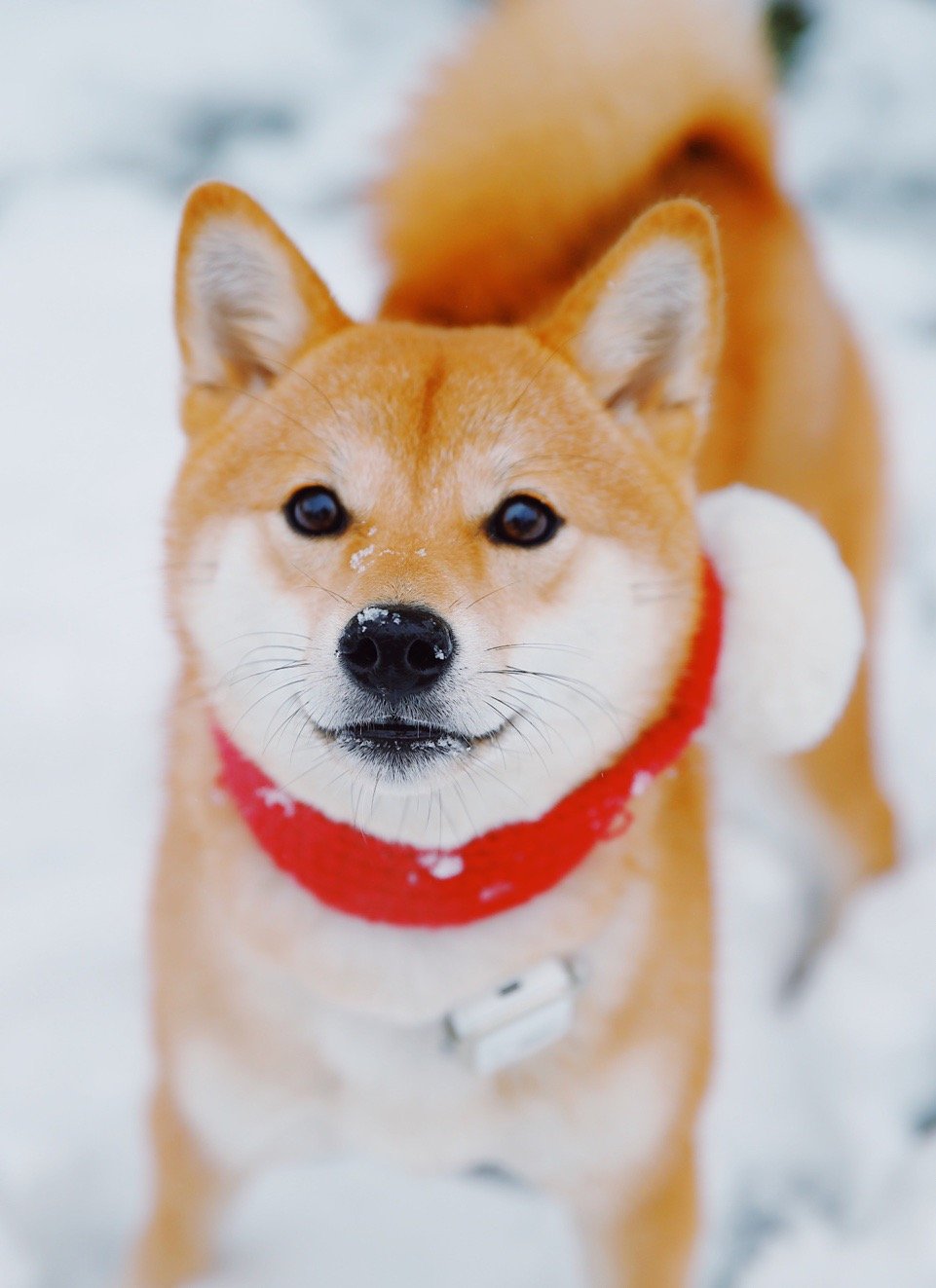 柴犬壁纸