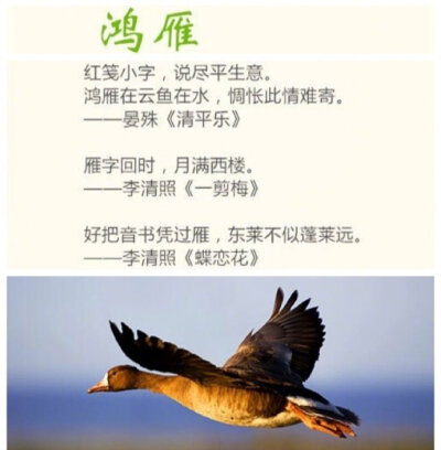 意境古诗 堆糖,美图壁纸兴趣社区