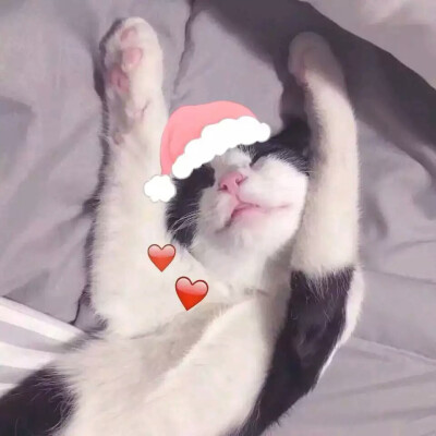 情头圣诞帽猫咪