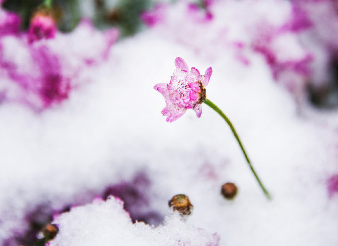 赏尽人间花与雪 … 早安