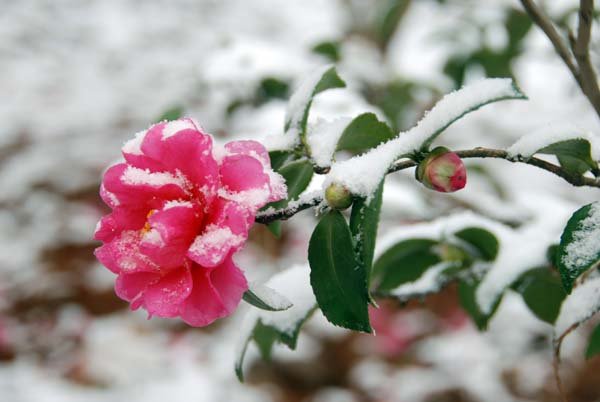 赏尽人间花与雪 早安