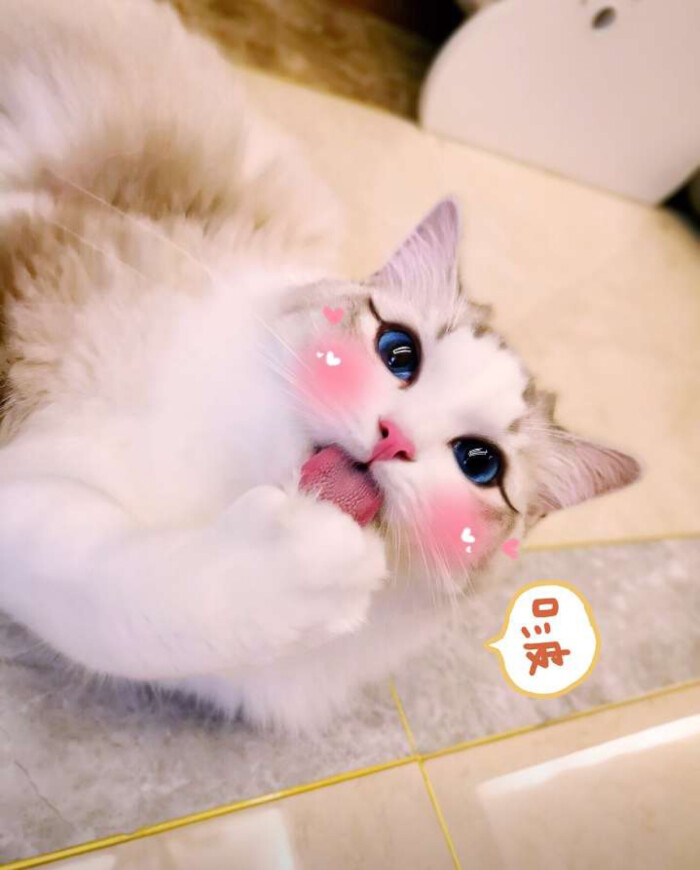 做你的猫