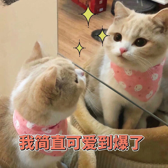 可爱猫咪表情包