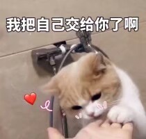 斗图.表情包.猫咪.爱你. 拿图点赞by池幼chiyou.