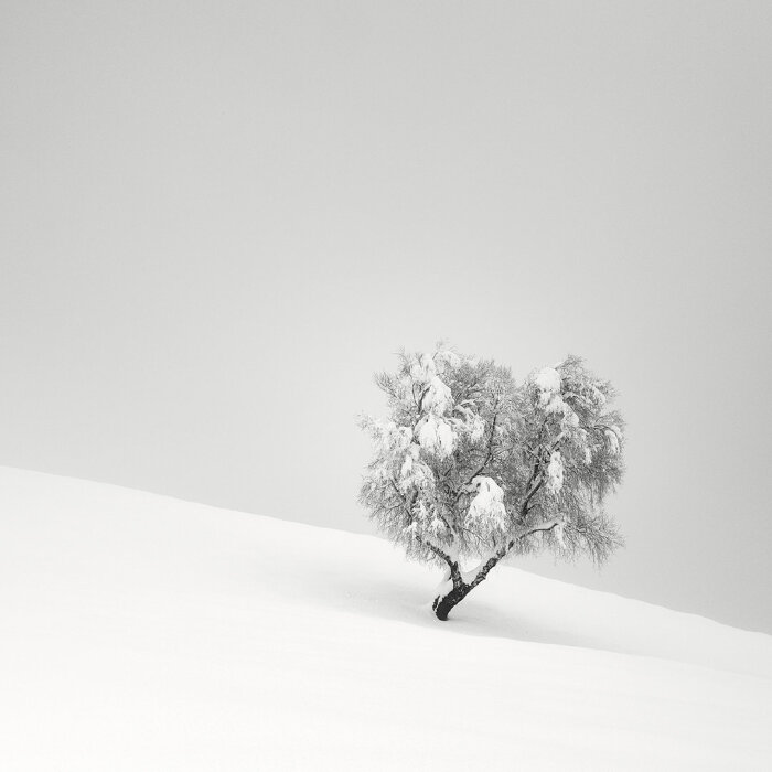 照片中的树在雪雾中显得朦胧,突显意境之美 .