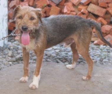 刚毛太仓小猎犬常见于中国上海苏州郊外血统:源于英国(粗毛)杰克罗素