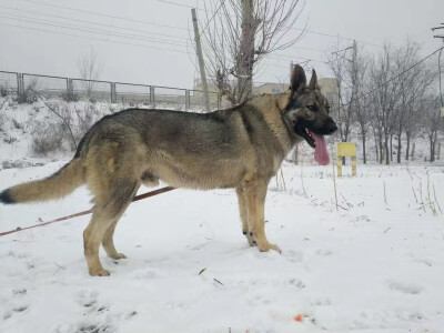 狼青犬血统:中国民间狼犬爱好者以优质狼犬选育而成,目前未获得国际犬